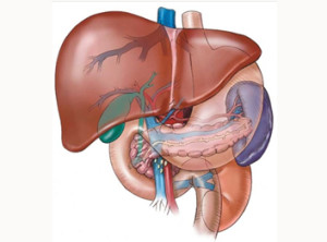 Body Toxins 4